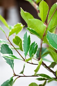 Photinia fraseri Louise   40- 60 cm