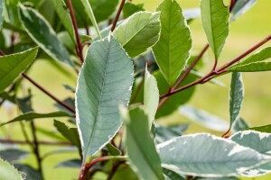 Photinia fraseri Louise   40- 60 cm