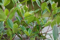 Photinia fraseri Louise   40- 60 cm