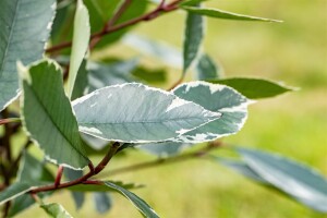 Photinia fraseri Louise   60- 80 cm