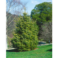 Picea abies Aurea C 100-125