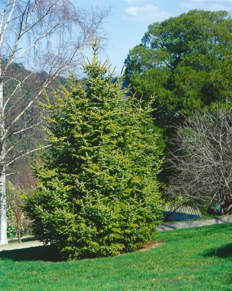 Picea abies Aurea 40- 50 cm