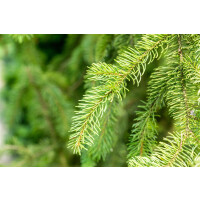 Picea abies Cupressina kräftig 4xv mDb 100- 125 cm...