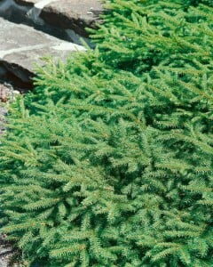 Picea abies Pumila 40- 50 cm