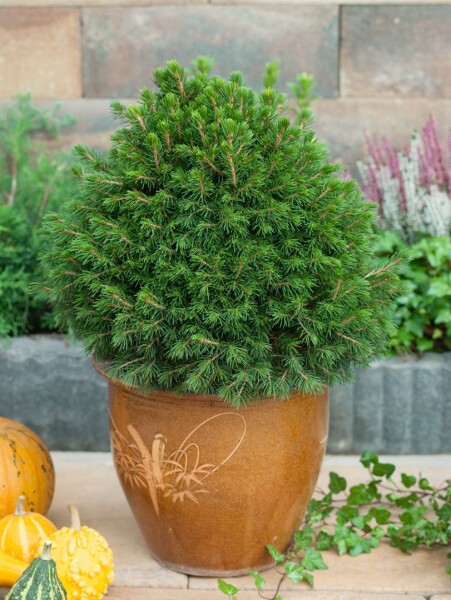 Picea abies Tompa  20- 25 cm