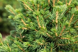 Picea abies Tompa  20- 25 cm