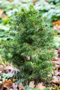 Picea abies Tompa  20- 25 cm