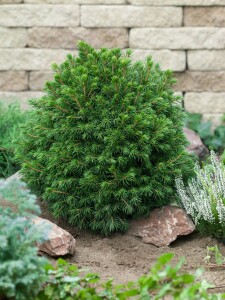 Picea abies Tompa  20- 25 cm