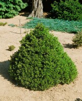 Picea abies Tompa  20- 25 cm