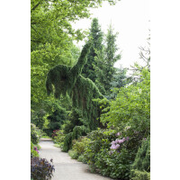 Picea omorika Pendula kräftig 4xv mDb 125- 150 cm