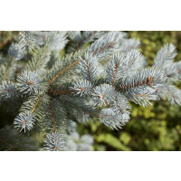 Picea pungens Blue Mountain mb 175- 200 cm sehr kräftig