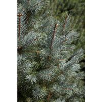 Picea pungens Edith kräftig 4xv mDb 125- 150 cm