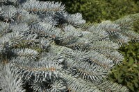 Picea pungens Glauca Pendula C1 1j.Vg -100 cm Sth-