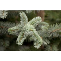 Picea pungens Koster 4xv mDb 150- 175 cm kräftig