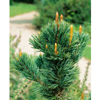 Pinus aristata mB 25- 30 cm