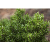 Pinus banksiana 3xv mB 80- 100 cm kräftig