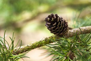 Pinus banksiana 3xv 125- 150 cm cm kräftig