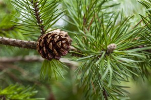 Pinus banksiana 3xv 125- 150 cm cm kräftig