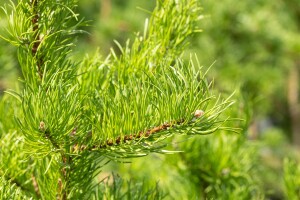 Pinus banksiana 3xv 125- 150 cm cm kräftig