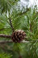 Pinus banksiana 3xv 125- 150 cm cm kräftig