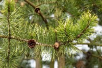 Pinus banksiana 3xv 125- 150 cm cm kräftig