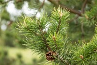 Pinus banksiana 3xv 125- 150 cm cm kräftig