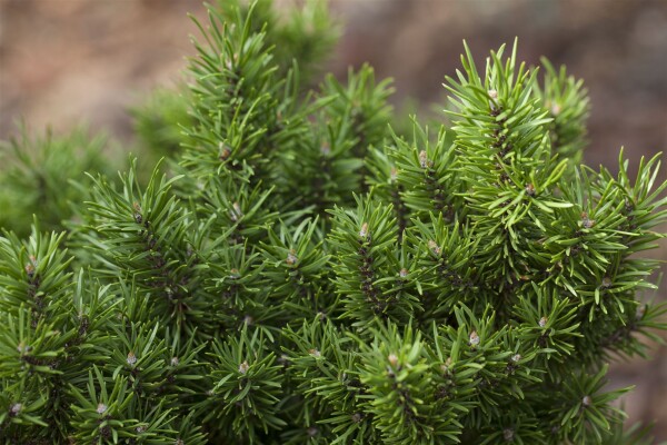 Pinus banksiana 60- 80 cm