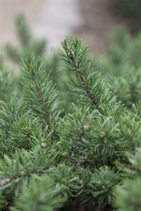 Pinus banksiana 60- 80 cm