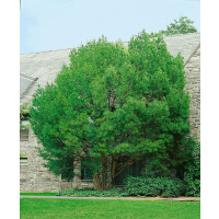 Pinus bungeana kräftig 4xv mDb 125- 150 cm
