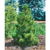 Pinus cembra 3xv mB 50- 60 cm