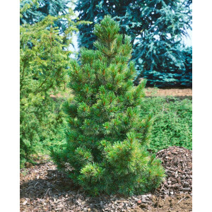 Pinus cembra 150- 175 cm