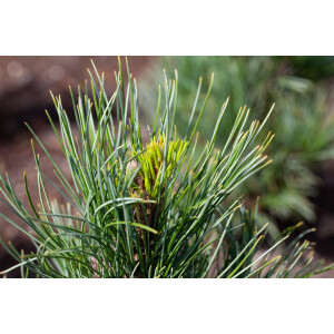 Pinus cembra 150- 175 cm