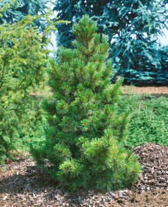 Pinus cembra 60- 70 cm