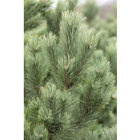 Pinus cembra Glauca 3xv mB 40- 50 cm