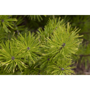 Pinus contorta 40- 60 cm