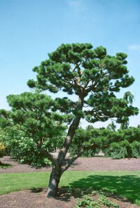 Pinus contorta 40- 60 cm