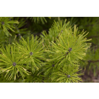 Pinus contorta 40- 60 cm