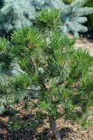 Pinus contorta 40- 60 cm