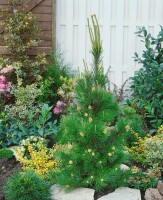 Pinus contorta 40- 60 cm