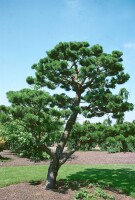 Pinus contorta 40- 60 cm