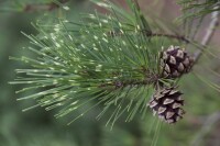 Pinus densiflora Oculus-draconis C26 Plasticotta 70-80
