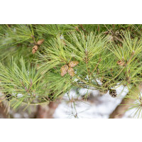Pinus densiflora Pumila 3xv mb 100-125 cm kräftig