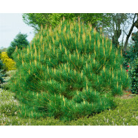 Pinus densiflora Umbraculifera C130 SC hirmform 125-150