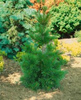 Pinus jeffreyi 3xv mb 100-125 cm kräftig