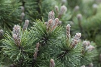Pinus mugo March 3xv mb 60-70 cm