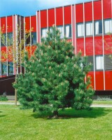 Pinus nigra Compacta Sta 2xv mB Sth50