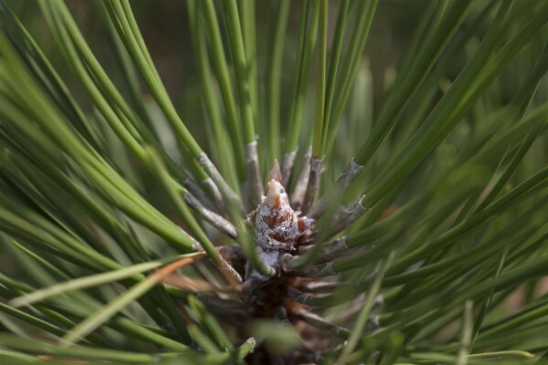 Pinus nigra Hornibrookiana C20 40-50