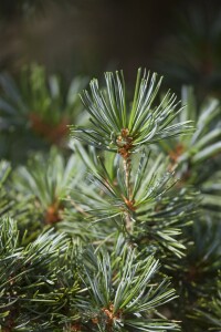 Pinus nigra Hornibrookiana C20 40-50