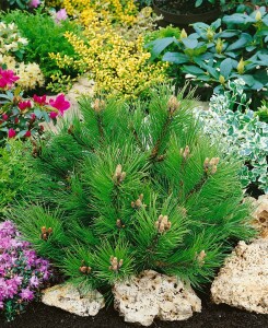 Pinus nigra Hornibrookiana C20 40-50