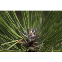 Pinus nigra Hornibrookiana C20 40-50